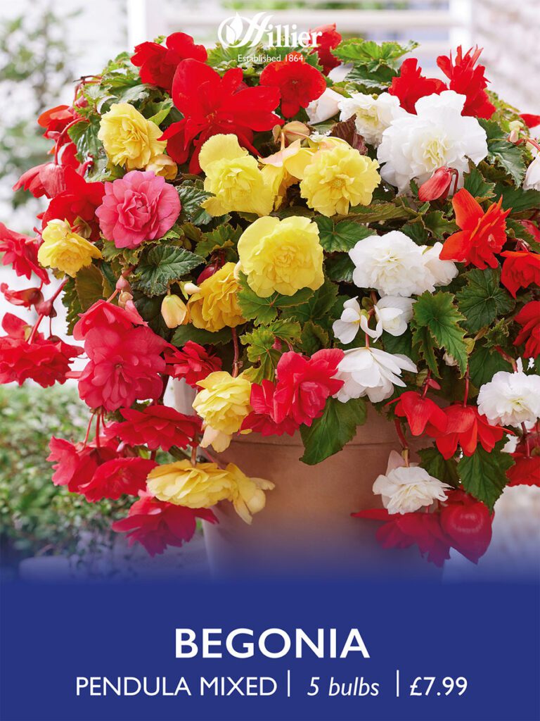 Begonia Pendula Mixed Bulbs 8718641997505 2